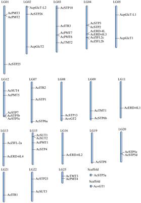 Identification and expression analysis of pineapple sugar transporters reveal their role in the development and environmental response